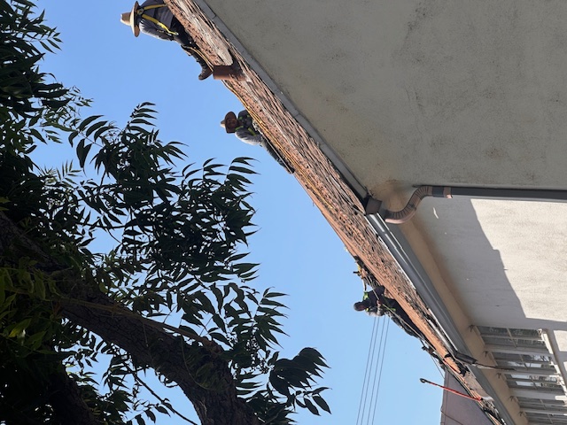 Palm Crest Roofing project